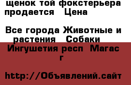 щенок той-фокстерьера продается › Цена ­ 25 000 - Все города Животные и растения » Собаки   . Ингушетия респ.,Магас г.